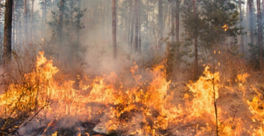 Изгоряха 180 декара широколистна гора, гасиха 40 огнеборци, горски и доброволци